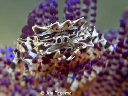 Zebra Crab - G12 + Inon UCL165 by Jun Tagama 